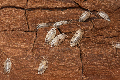 Glatgrå bænkebidere (Porcellio laevis "Dairy Cow") på bark