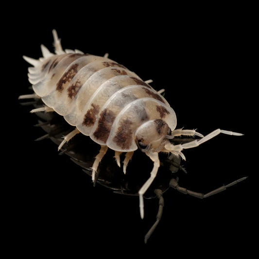 Glatgrå bænkebider (Porcellio laevis "Dairy Cow")