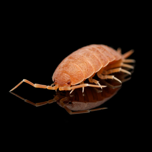 Den flotte og orange Glatgrå bænkebider (Porcellio laevis "Orange")