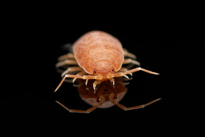 Glatgrå bænkebider (Porcellio laevis "Orange")