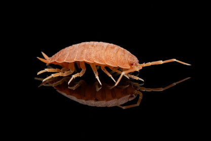 Glatgrå bænkebider (Porcellio laevis "Orange") set fra siden