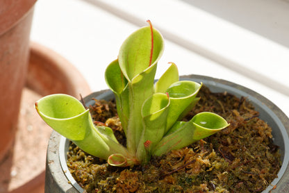 Soltrompet (Heliamphora minor)