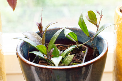 Voksplante (Hoya lacunosa "Royal Flush") i en blå potte