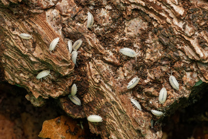 Hvid tropisk bænkebider (Trichorhina tomentosa)