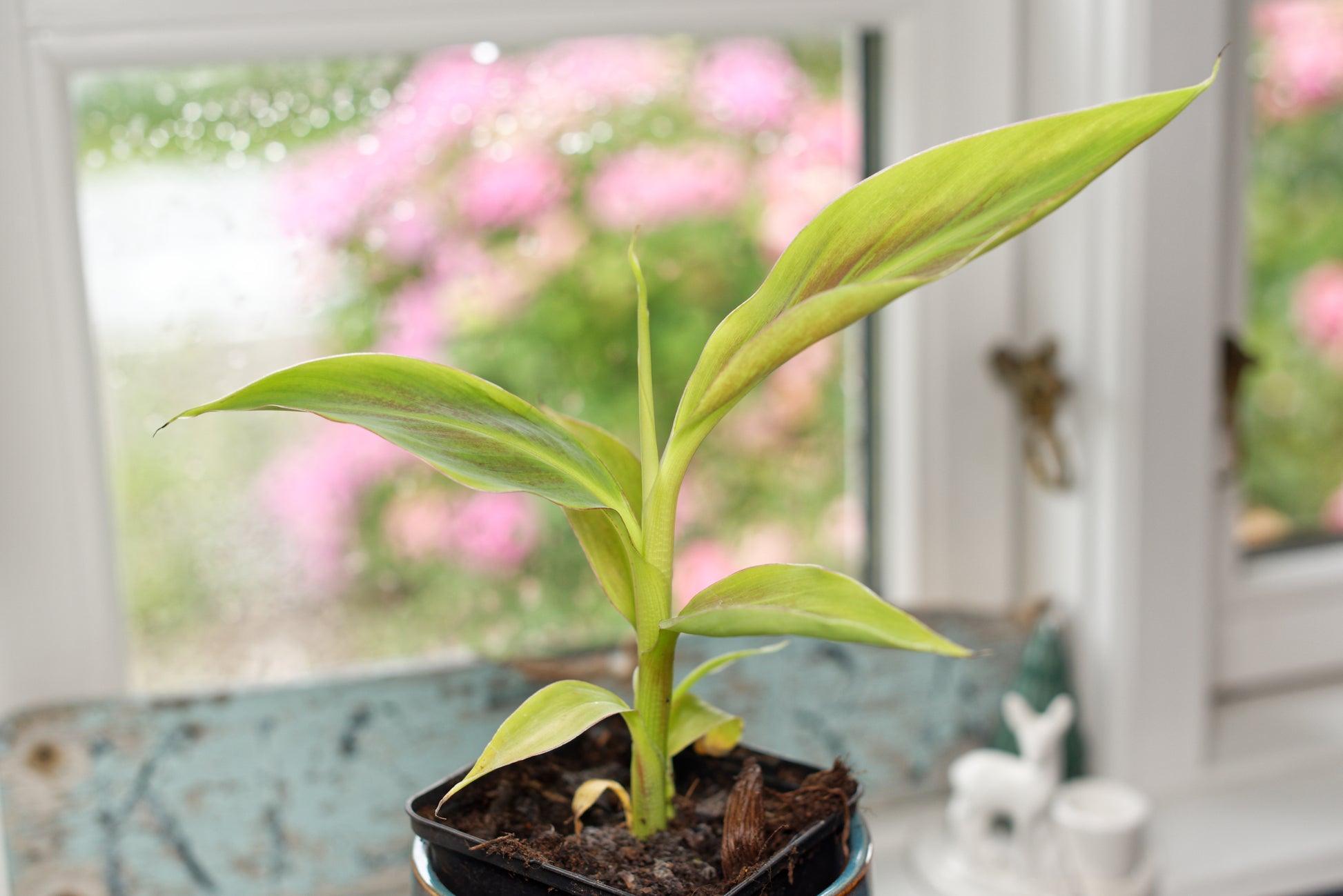 Lille plante af den smukke Rubinrød Prydbanan (Musa acuminata "Siam ruby")