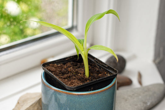 Lille stikling plante af Abefingrebanan (Musa acuminata microcarpa)