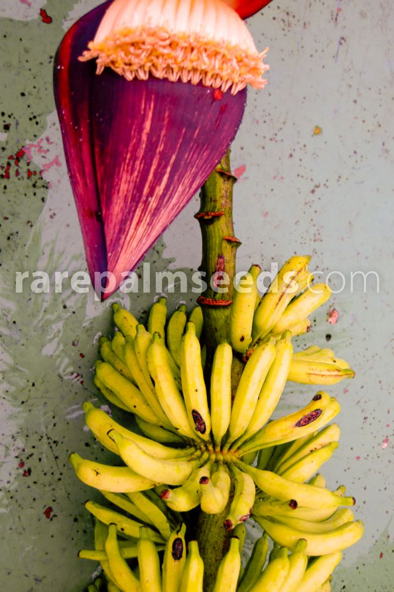 Blomst og de små frugter af Abefingrebanan (Musa acuminata microcarpa)