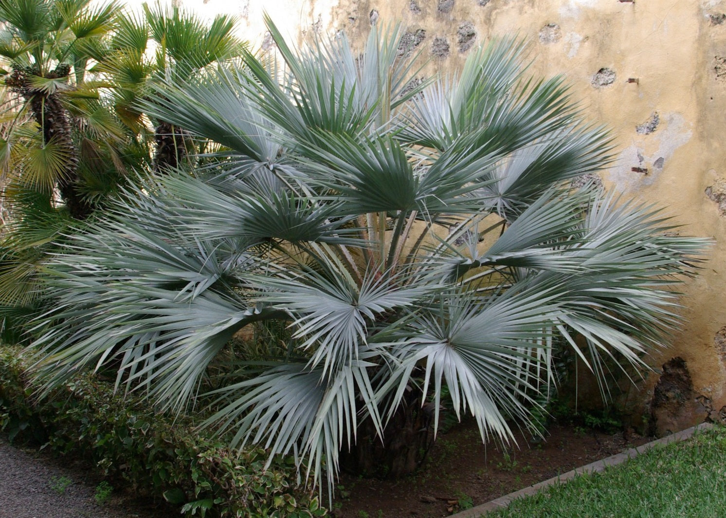 Mazari Palme (Nannorrhops ritchieana) stående op ad en husmur