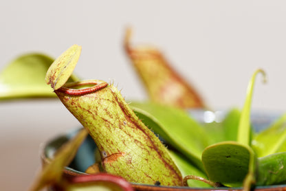 Nærbillede af en lille kande af kandebæreren (Nepenthes Gaya)