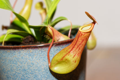 Fin kande fra Kandebærer (Nepenthes alata)