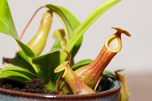 Kandebærer (Nepenthes alata) med nogle fine små kander