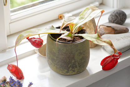 Flot Nepenthes plante i en vindueskarm (Nepenthes hybrid (mirabillis globosa x ampullaria))