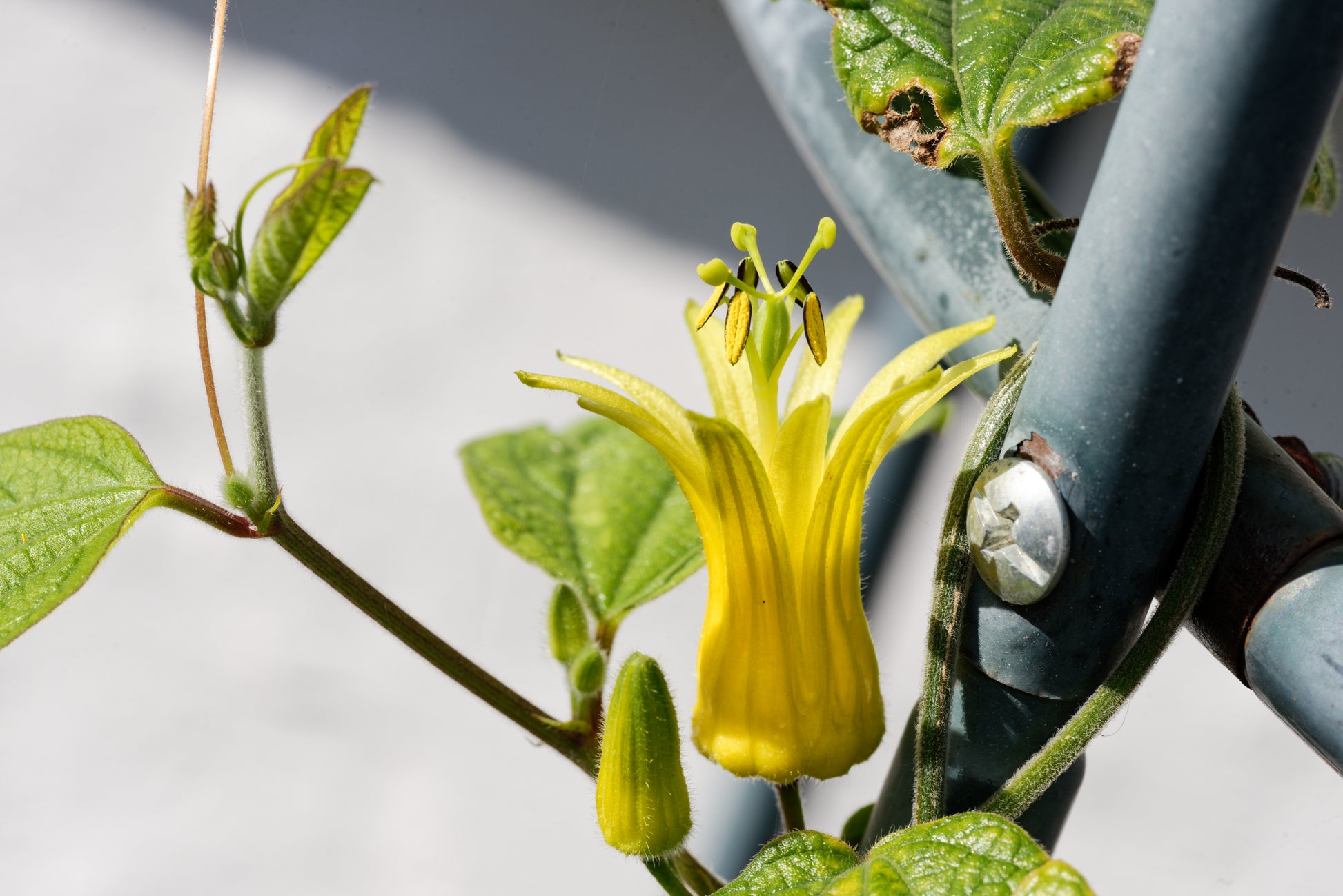 Den fine gule blomst hos passiflora citrina