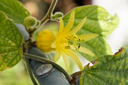 Blomstrende Passiflora citrina