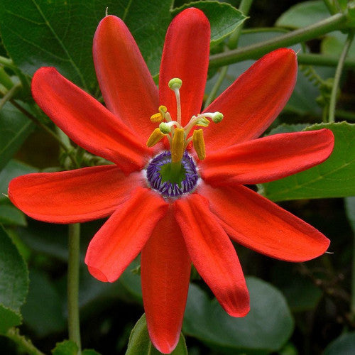 Den fantastisk flotte røde blomst af Rød passionsfrugt (Passiflora manicata)