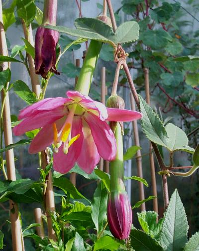 Flot lyserød blomst af Banan passionsfrugt (Passiflora mollissima)