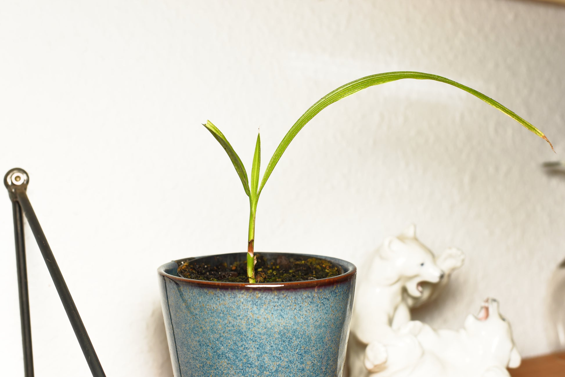 Frøplante af Fønikspalme (Phoenix canariensis)