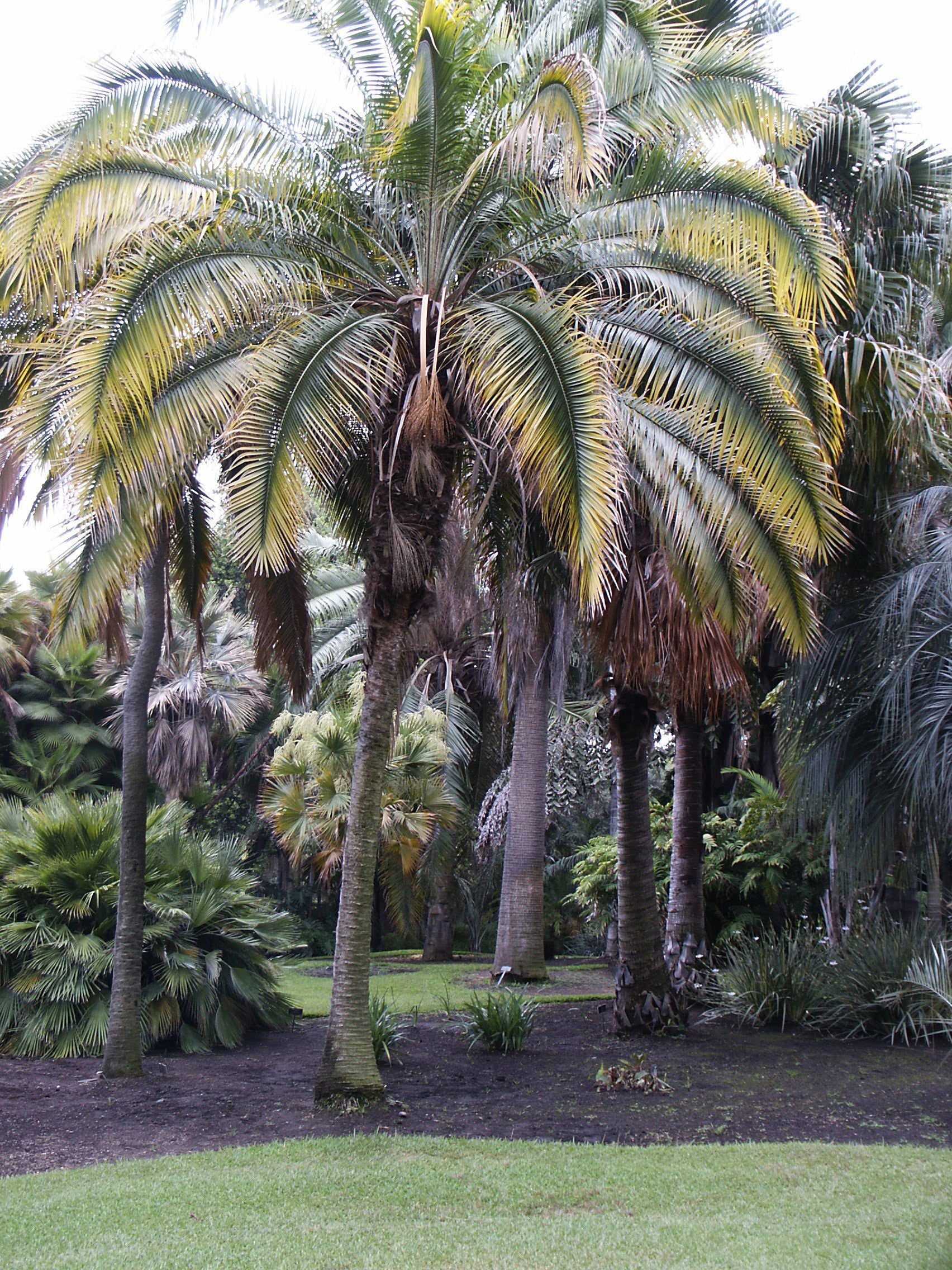 Klippe daddelpalme (Phoenix rupicola)