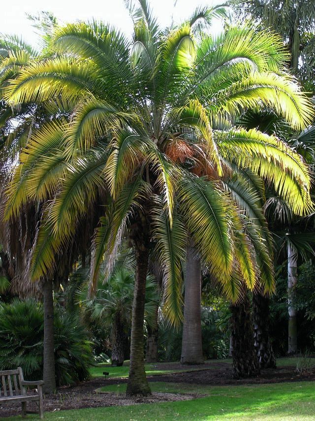 Flot eksemplar af Klippe daddelpalme (Phoenix rupicola)