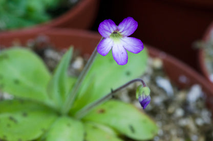 Den smukke blomst af Pinguicula x Tina