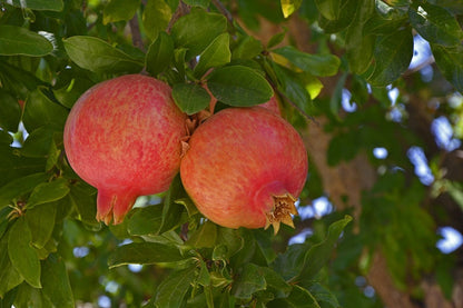 Granatæble frugter (Punica granatum) 