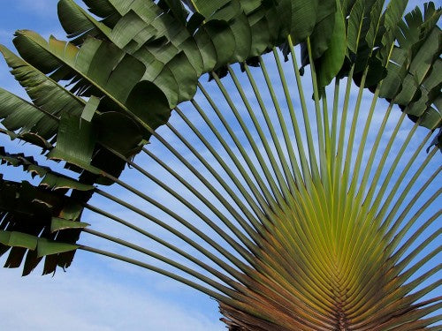 Bladkronen af Rejsendes træ (Ravenala madagascariensis)