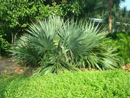 Fin Dværg palmetto (Sabal minor)