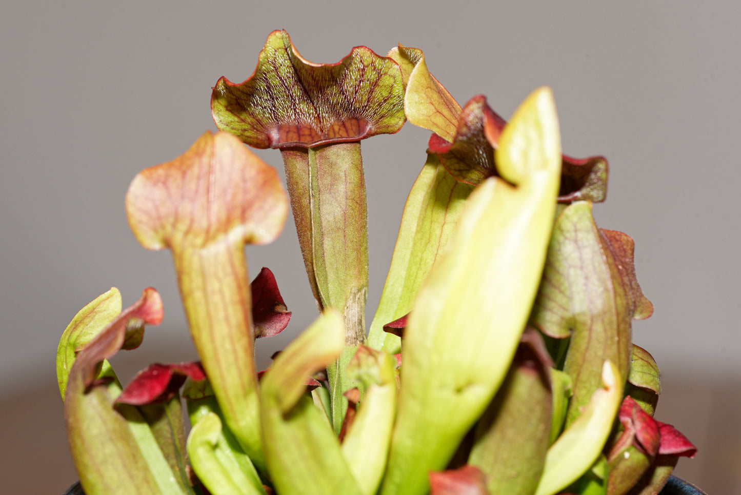 Nærbillede af fluetrompet (Sarracenia Maroon)