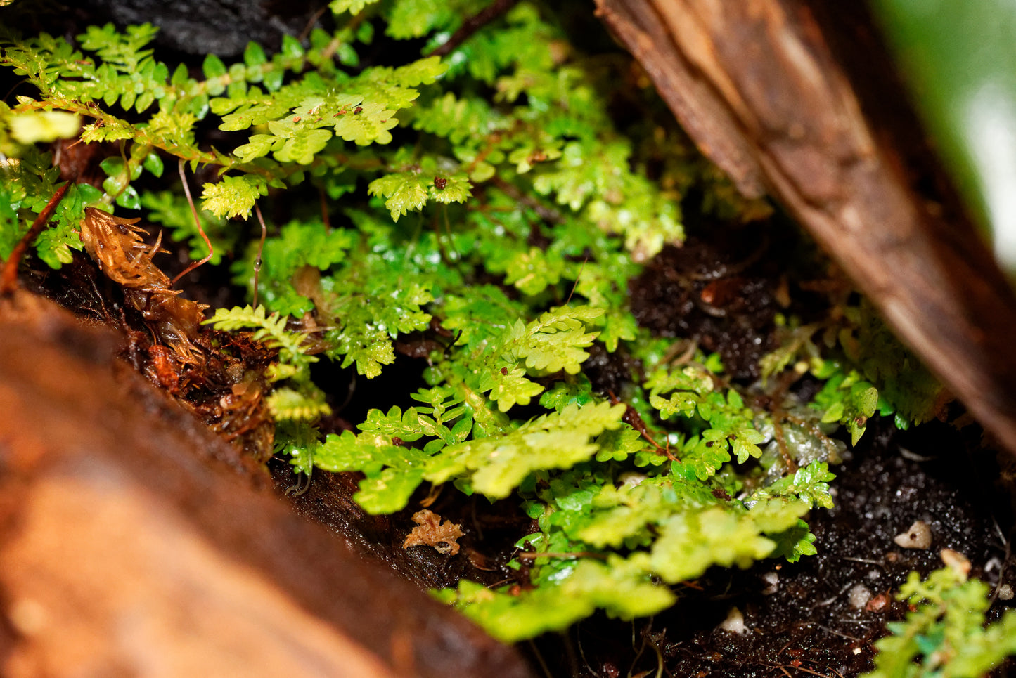 Påfuglemos (Selaginella uncinata) i et regnskovsterrarium