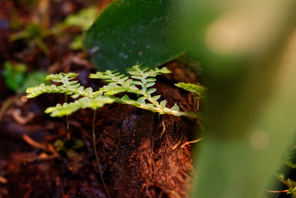 Påfuglemos (Selaginella uncinata) i et terrarium