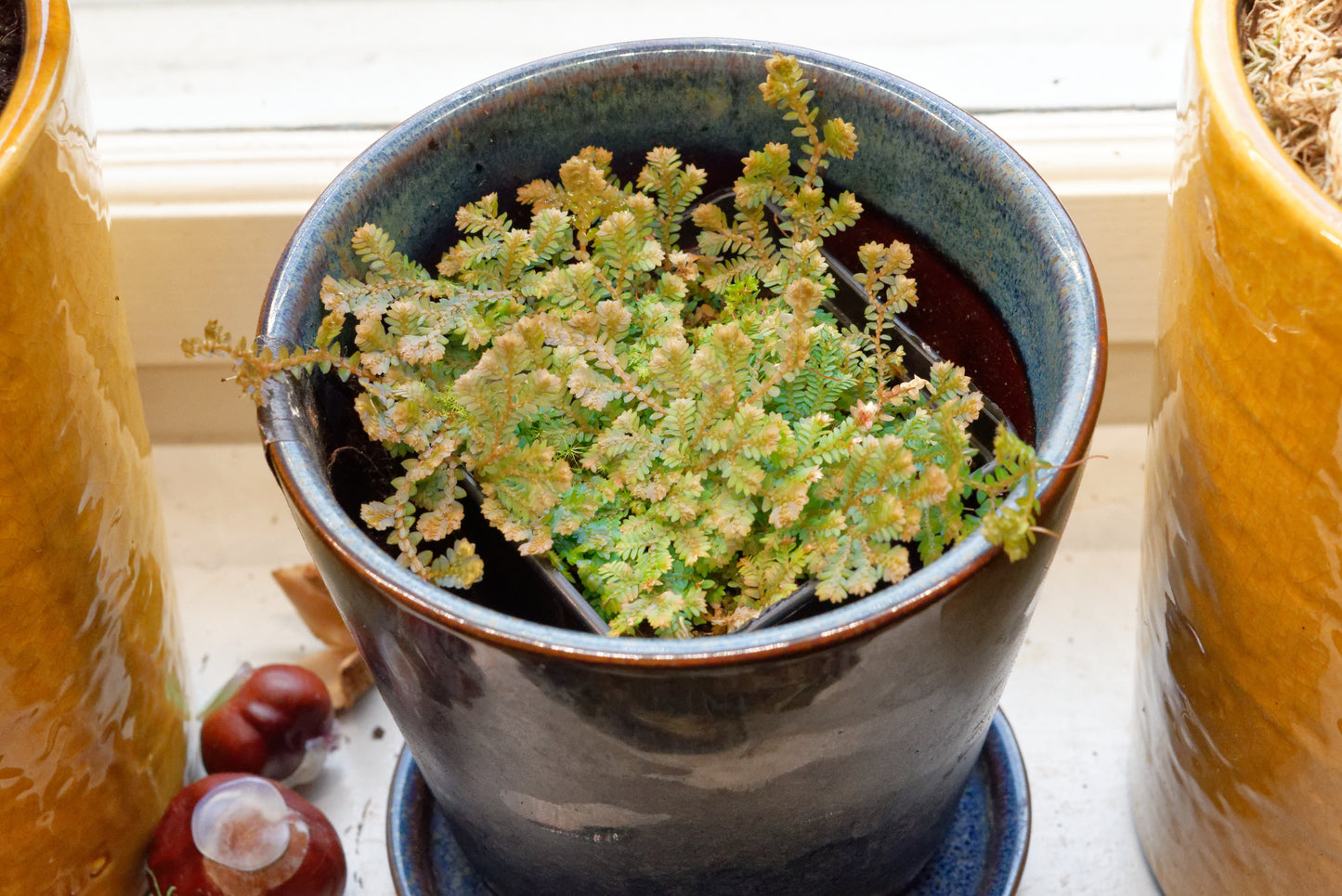 Påfuglemos (Selaginella uncinata) i en blå potte