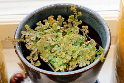 Påfuglemos (Selaginella uncinata)