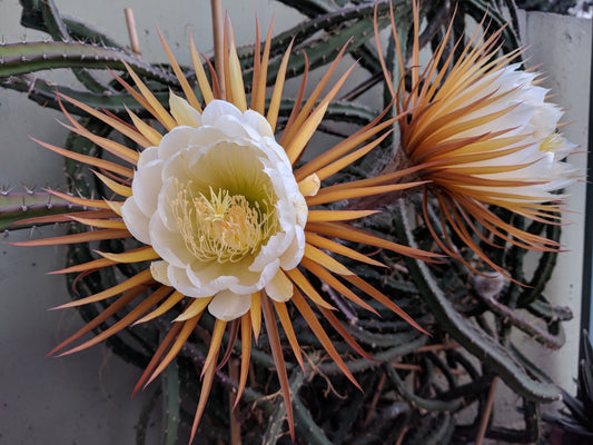 Nattens Dronning (Selinecerus grandiflorus) i blomst