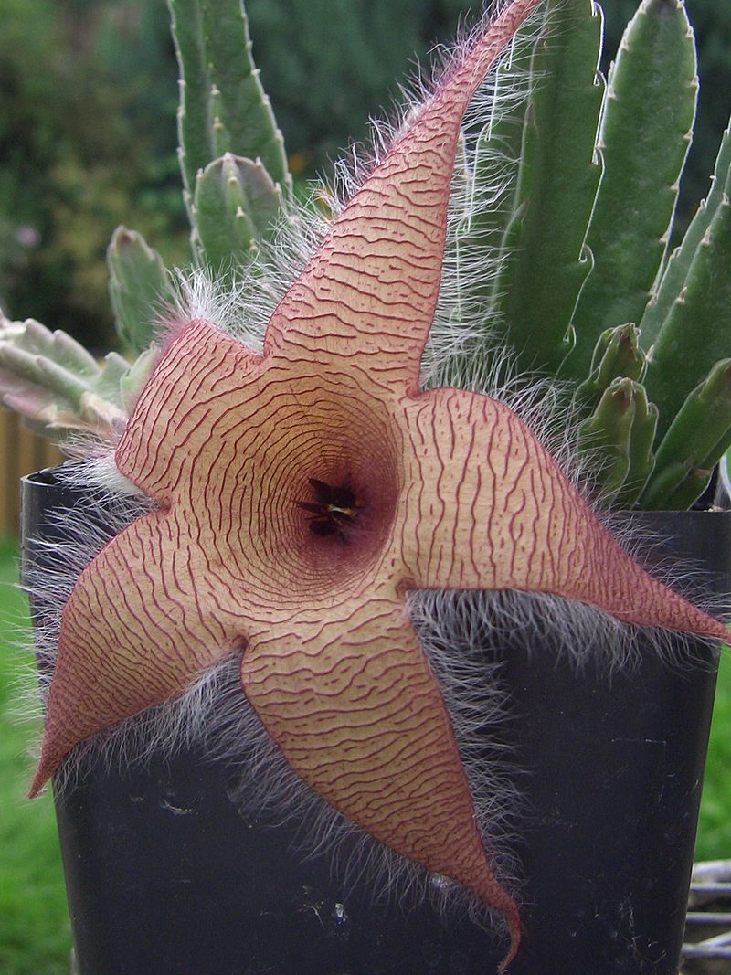 Blomstrende kæmpe ordensstjerne (Stapelia gigantea)