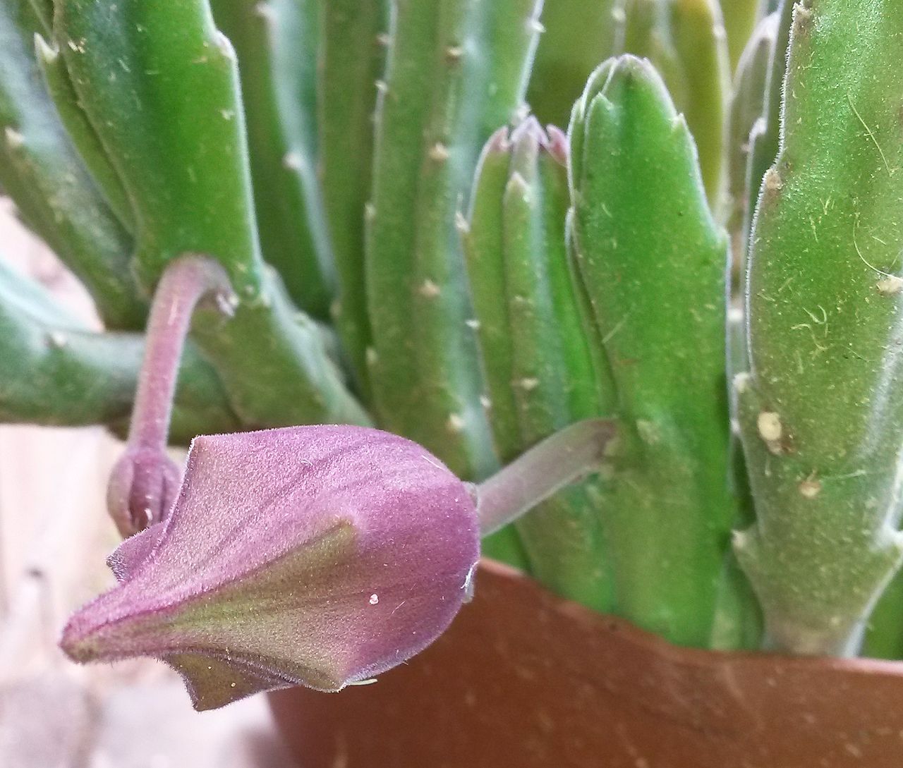 Blomsterknop af Stapelia leendertziae