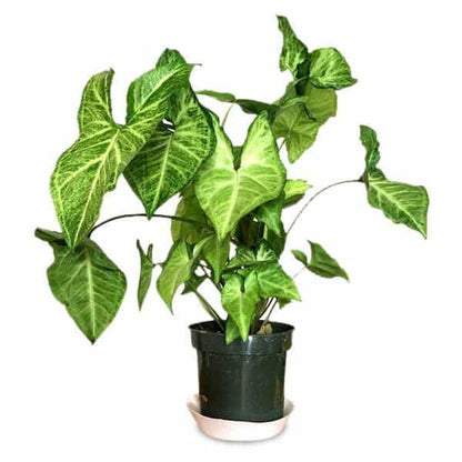 Flot, grøn Syngonium plante