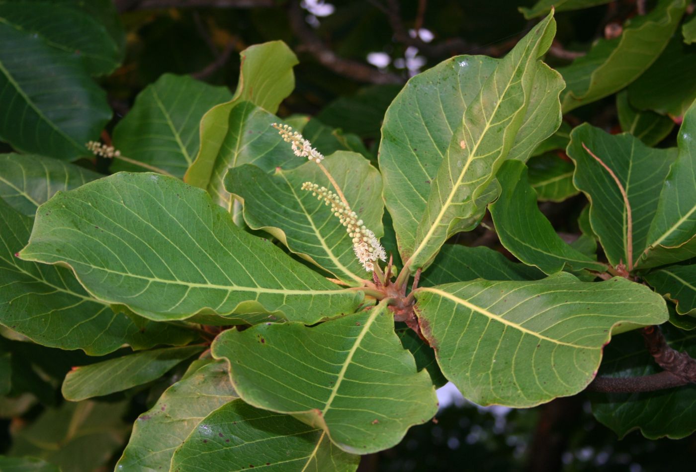 Blade og blomster af Indisk mandel (Terminalia catappa)