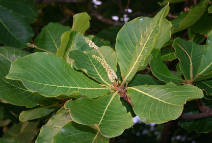 Blade og blomster af Indisk mandel (Terminalia catappa)