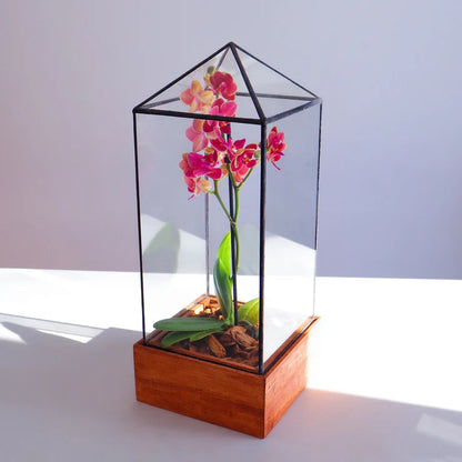 Smukt terrarium i elegant stil med en blomstrende orkide