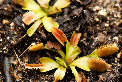 Venus fluefanger (Dionaea muscipula "UK Sawtooth")