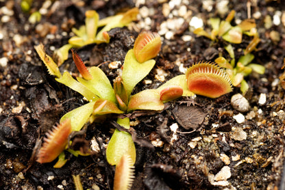 Den spændende variant Venus fluefanger (Dionaea muscipula "UK Sawtooth")