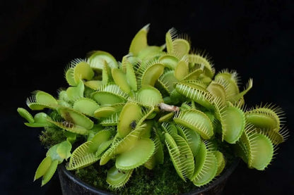 Flot hel grøn variant af Venus fluefanger (Dionaea muscipula)