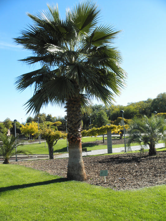 Stor og flot Mexicansk viftepalme (Washingtonia robusta)