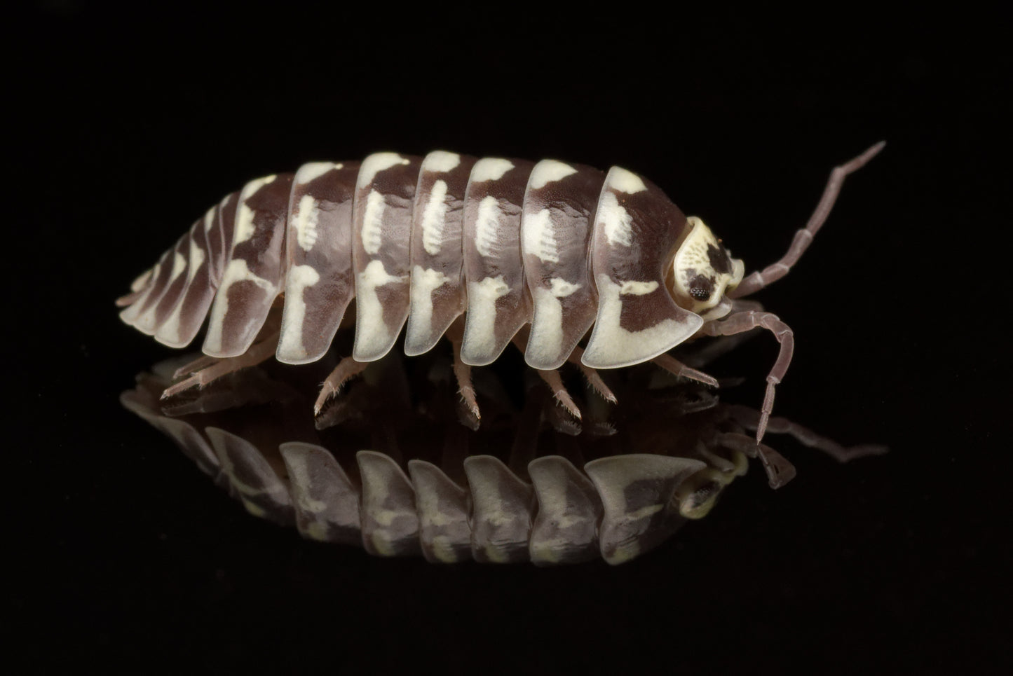 Zebra bænkebider (Armadillidium maculatum) set fra siden