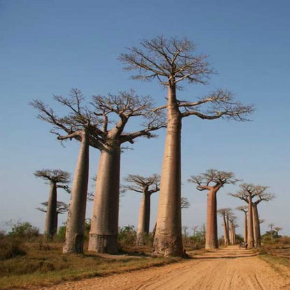 Store og flotte Madagascar-baobab (Adansonia madagascariensis)