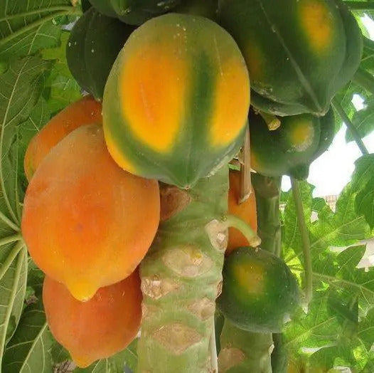 Frugterne af Papaya (Carica papaya) (Honey Dew)