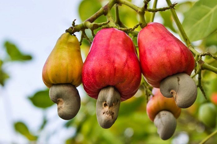 Frugter af Cashew (Anacardium occidentale)