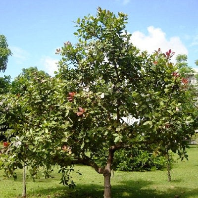 Cashewtræ (Anacardium occidentale)