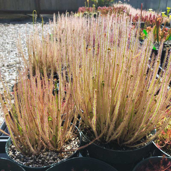 Flot samling af Drosera filiformis