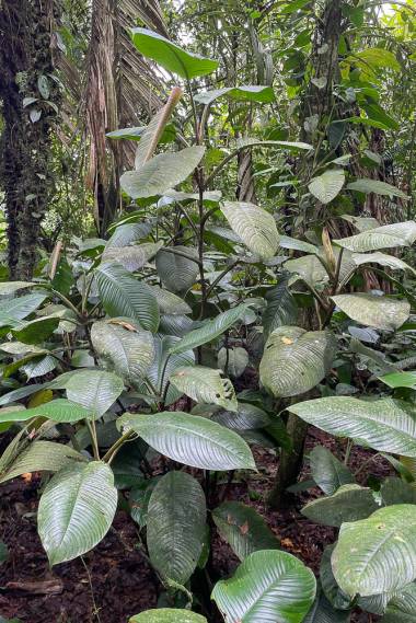 Den flotte og sjældne Philodendron (Philodendron ichthyoderma), der vokser i skovbunden